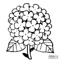 绣球花简笔画