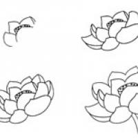 简单九步教画荷花简笔画步骤图解教程
