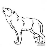 野生动物简笔画 狼的简笔画图片