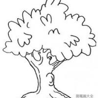 儿童简笔画 茂盛的大树简笔画图片
