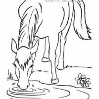 小马在喝水