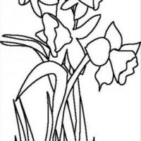 花朵图片 简单的花朵简笔画画法