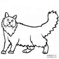 猫咪图片 西伯利亚猫简笔画