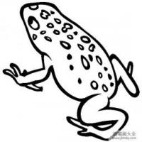 金毒蛙简笔画图片