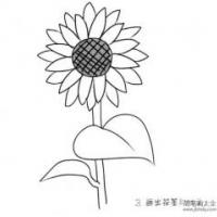 儿童花朵简笔画向日葵