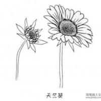 儿童花朵简笔画天竺葵
