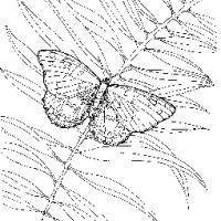 蝴蝶和植物简笔画