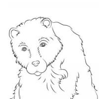 熊的简笔画画法