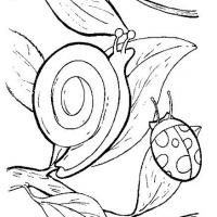 树叶上的蜗牛与瓢虫