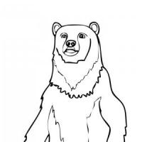 站立的棕熊