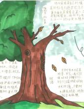 “保护古树名木，呵护绿色家园”主题手抄报-图2 “保护古树名木，呵护绿色家园”主题手抄报-图2