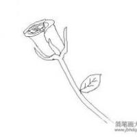 花朵简笔画大全 简单的玫瑰花简笔画