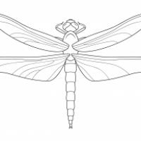 蜻蜓怎么画简单又漂亮