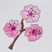 樱花怎么画简单又漂亮,樱花简笔画图片带颜色