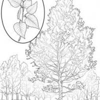 美国白桦树简笔画图片