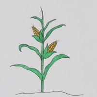 一颗玉米简笔画