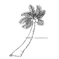 简单椰树简笔画教程