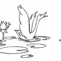 水中的大鹅简笔画图片