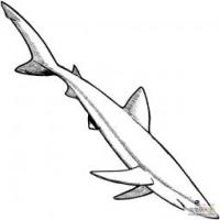 蓝鲨简笔画图片