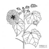 芙蓉花简笔画图片