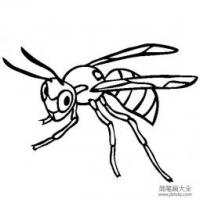 昆虫图片 黄蜂简笔画图片