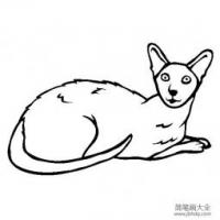 猫咪图片 重点色短毛猫简笔画