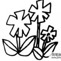 紫茉莉简笔画