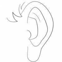 人物五官 耳朵的画法