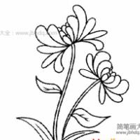 重阳节菊花简笔画