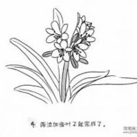 儿童花朵简笔画君子兰