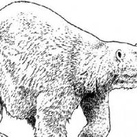 毛绒绒的北极熊