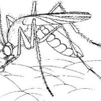 可恶的蚊子怎么画