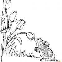 郁金香和兔子