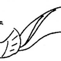 绘画美丽的孔雀开屏简笔画图片素描彩铅