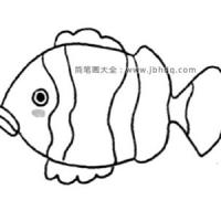 海洋生物 小丑鱼