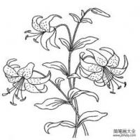 百合花简笔画（一）