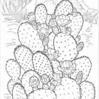 植物简笔画大全 漂亮的仙人掌简笔画图片