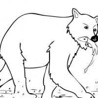 棕熊吃鱼