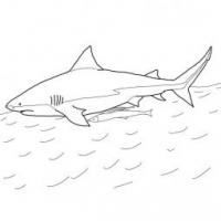 牛鲨简笔画图片