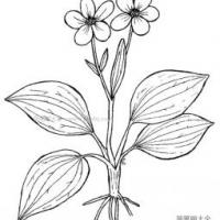 野花简笔画图片