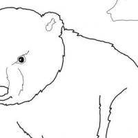 可爱的北极熊幼崽