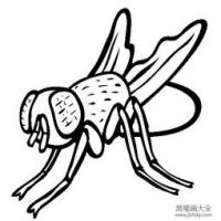 昆虫图片 普通家蝇简笔画图片
