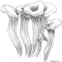 素描蘑菇的绘画技法