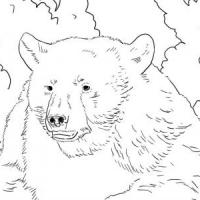 黑熊的画像