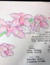 关于兰花的手抄报