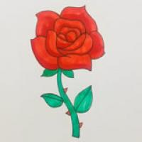玫瑰花简笔画画法步骤图解-玫瑰花怎么画简单又漂亮