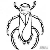 昆虫图片 水虫简笔画图片