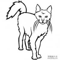 猫咪图片 土耳其安哥拉猫简笔画