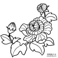 芙蓉花简笔画