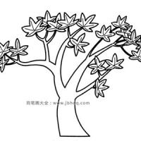 简单的枫树简笔画图片